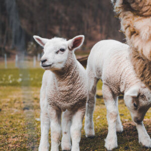 “Rome had a little lamb…” Well, two, actually…