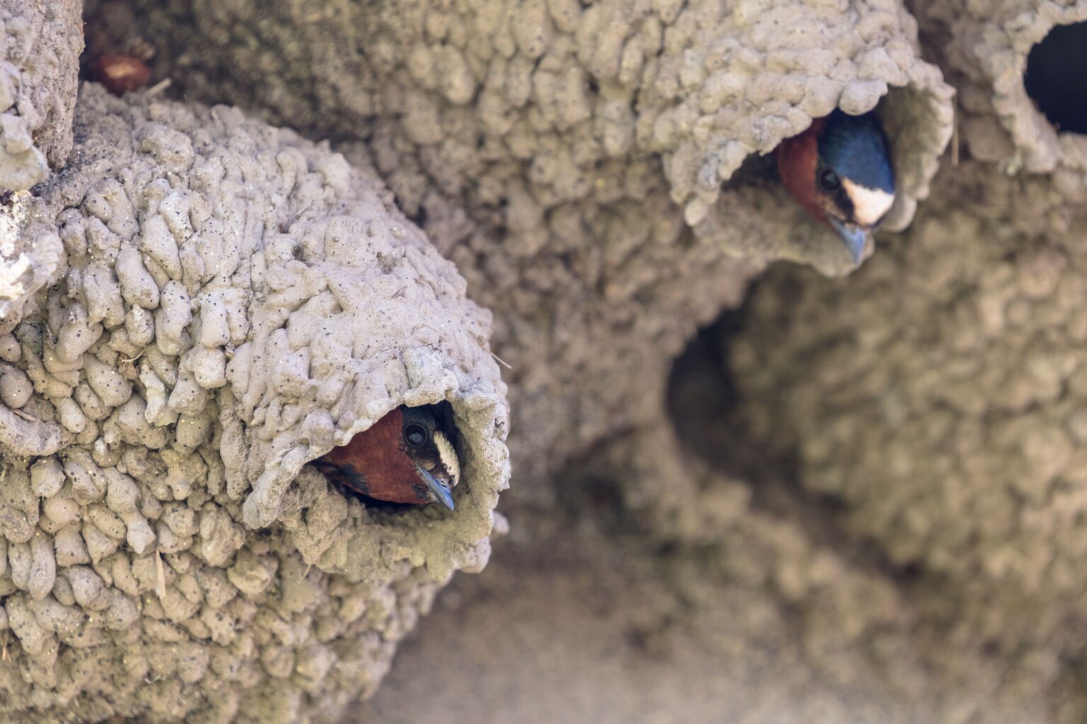 Cliff Swallows NPS Small 1536x1024 