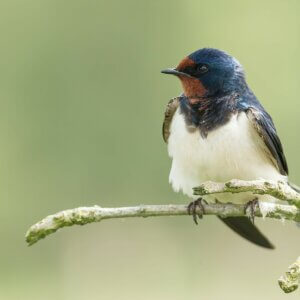 What feast is called the “Feast of Swallows” in central Europe?